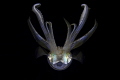   Flying DarkSquidAnilaoPhilippineCanon 5D MarkIV 100mm macro Lens Dark/Squid/Anilao,Philippine/Canon DarkSquidAnilao,PhilippineCanon Dark Squid Anilao,Philippine Canon  